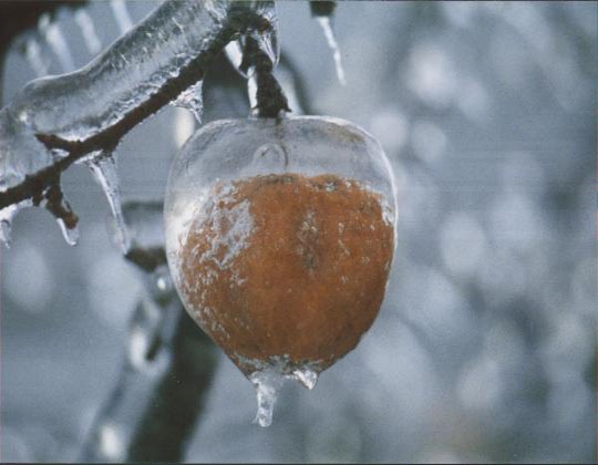 [ice-storm[8].jpg]