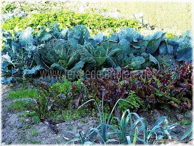 Légumes du potager