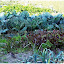 Légumes du potager