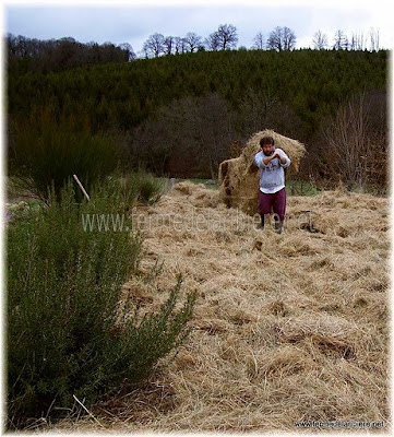 Paillage pour passer l'hiver