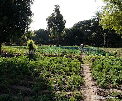 Maraîchage au Burkina Faso Maraîchage au Burkina Faso