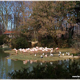 Flamands roses au Parc de la tête d'or