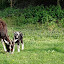 Lili et ses chevreaux de 3 jours