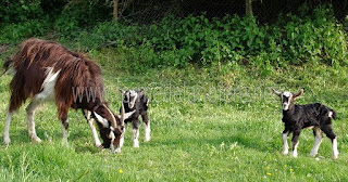 Lili et ses chevreaux de 3 jours