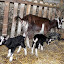 Lili et ses chevreaux 3heures