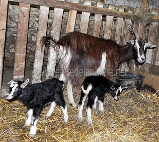 Lili et ses chevreaux 3heures