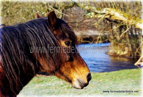 Fabiolo, un poney de notre ferme pédagogique. Fabiolo, un poney de notre ferme pédagogique.