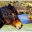 Fabiolo, un poney de notre ferme pédagogique.