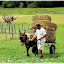 Titane rentre la paille de la ferme pédagogique.