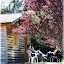 Le petit chalet et sa terrasse à l'ombre des arbres.