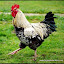 Un coq de la ferme