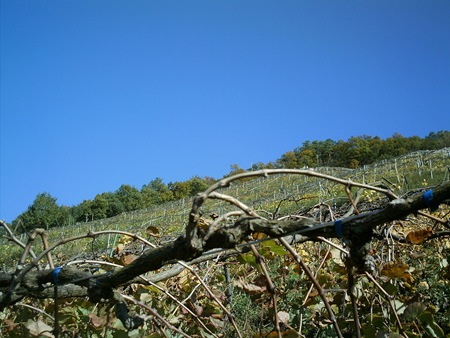 Coco Wine Festival 040