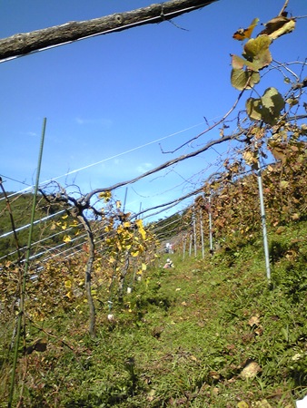 fall 011