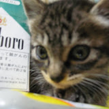 とりあえず煙草と比較