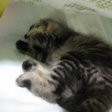 おやすみ
