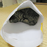 釣られてることにも気づかず睡眠体制
