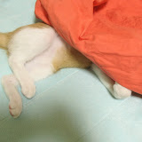 頭隠して尻隠さず睡眠法。本気で寝てます(笑)