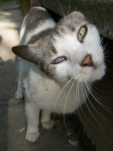  Mâţa din tomberonul 5 (nr.7, august 2010)