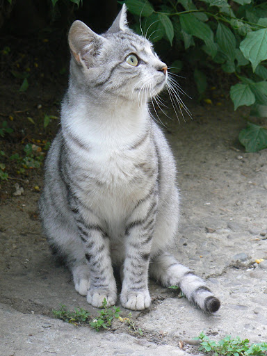  Mâţa din tomberonul 5 (nr.4, iulie 2010)