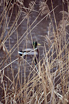 etangsdelaminiere-hiver2010-09.JPG