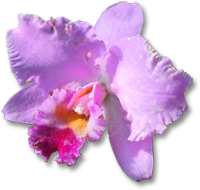 [orchid1[2].png]