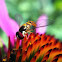 Hoverfly Toxomerus geminatus