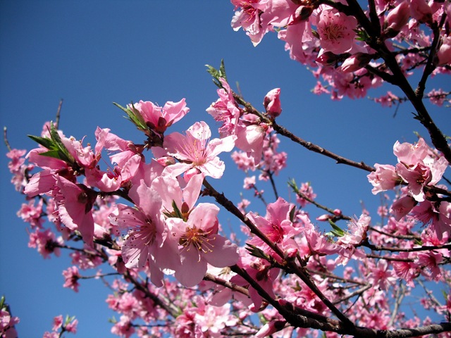 [Peach Blossoms 17[3].jpg]