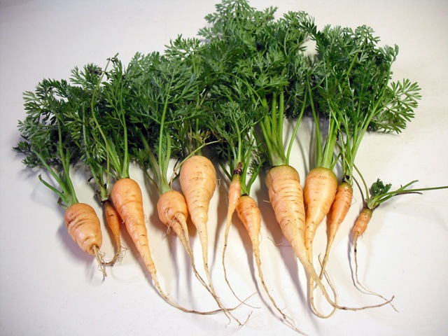 [Carrots[7].jpg]