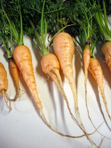 [Deformed Carrot[4].jpg]