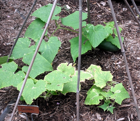 [Cucumbers[3].jpg]