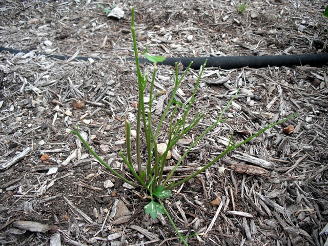 [Parsley[3].jpg]