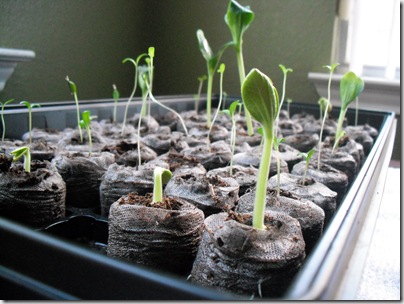Seedlings