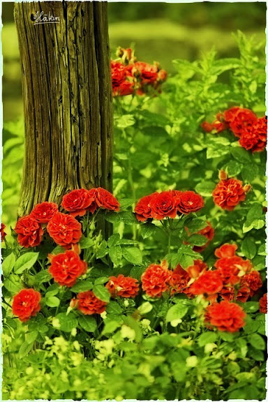 hakin_photo_20.jpg