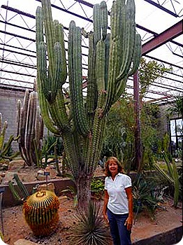 Now that is a big catcus