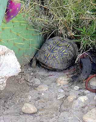 [The-Wedge-turtle[6].jpg]