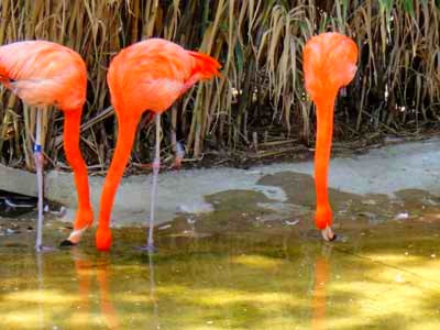[flamingos4.jpg]