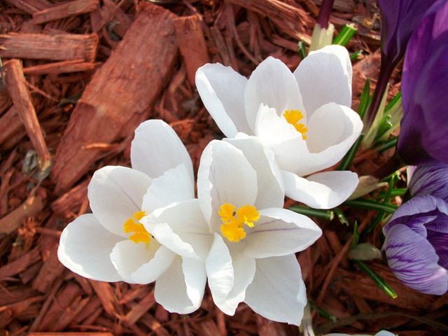 [springflowers20100163.jpg]