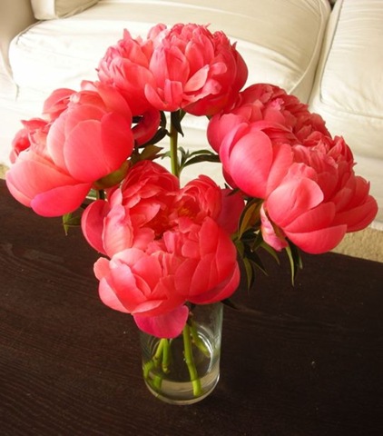 [5808peonies13.jpg]