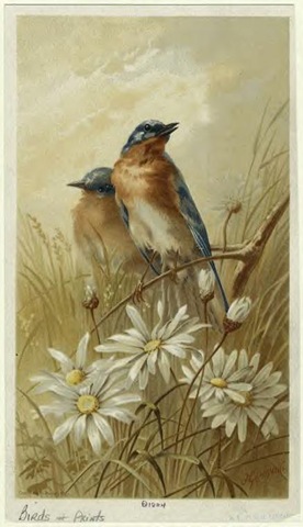 [Audubon birds4[4].jpg]