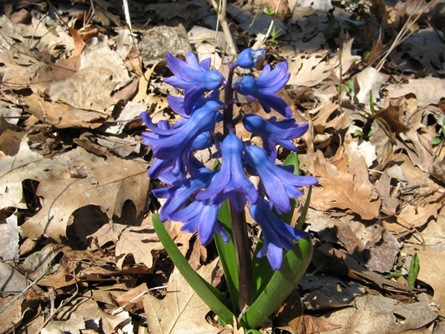 [Blue hyacinth[4].jpg]