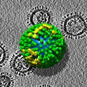 [Influenza virus2[3].jpg]