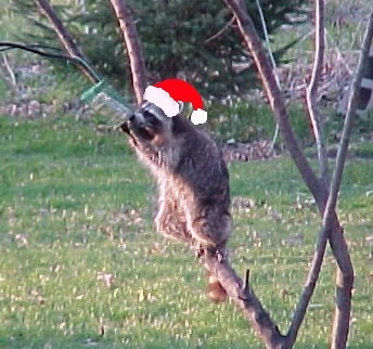 [Santa Raccoon[3].jpg]