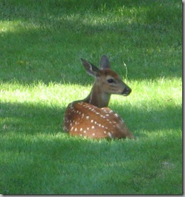 Fawn 2009