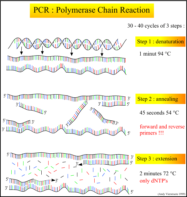 [PCR[9].gif]