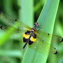 Yellow-striped Flutterer
