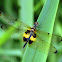 Yellow-striped Flutterer