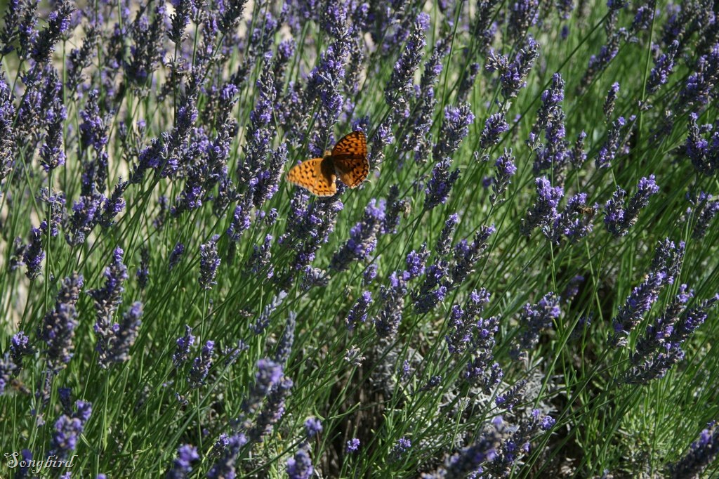 [Butterfly on lavender[2].jpg]