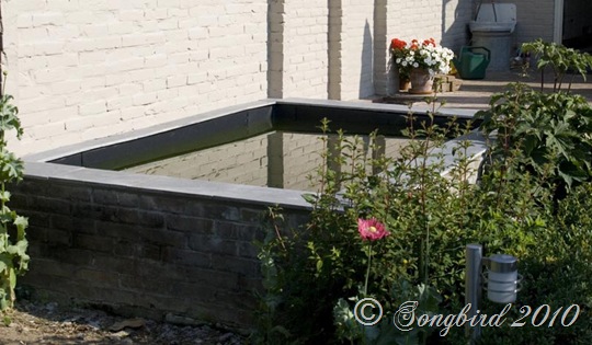 New Pont from Garden Shed