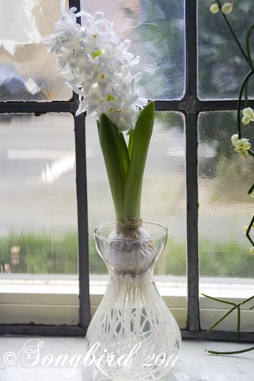 Blooming Hyacinth 2