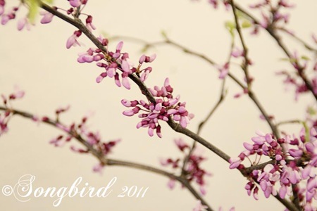 [Blosom-Branches-12.jpg]